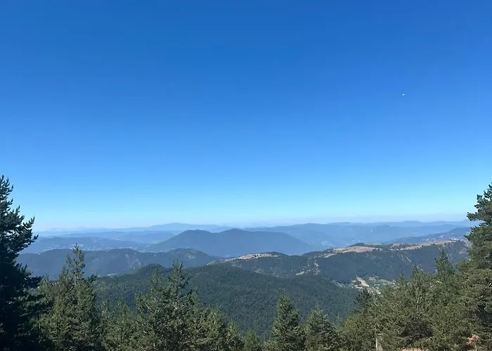 Sunny ズラティボール